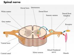 81219065 style medical 1 respiratory 1 piece powerpoint presentation diagram infographic slide