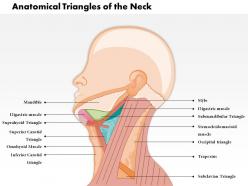 0514 anatomical triangles of neck medical images for powerpoint