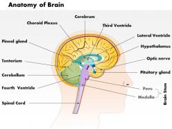 0514 anatomy of brain medical images for powerpoint