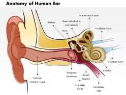 0514 anatomy of human ear medical images for powerpoint