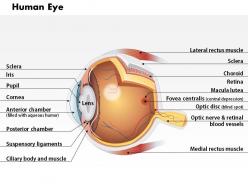 0514 anatomy of human eye medical images for powerpoint