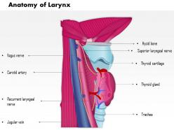 0514 anatomy of larynx medical images for powerpoint