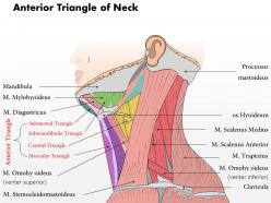 0514 anterior triangle of neck medical images for powerpoint