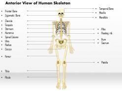 0514 anterior view of the human skeleton medical images for powerpoint