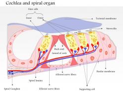 0514 cochlea and spiral organ medical images for powerpoint