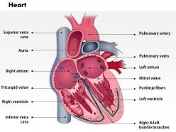 0514 heart anatomy medical images for powerpoint