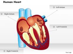 0514 human heart medical images for powerpoint