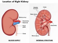 0514 location of right kidney medical images for powerpoint