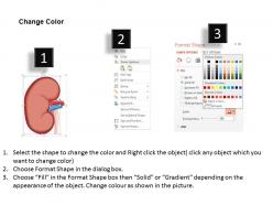 0514 location of right kidney medical images for powerpoint