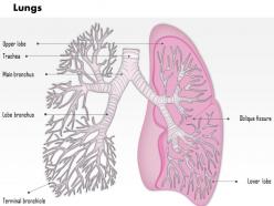 33673623 style medical 1 respiratory 1 piece powerpoint presentation diagram infographic slide