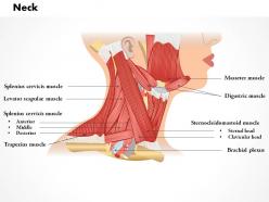 0514 neck medical images for powerpoint