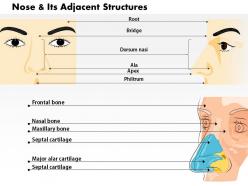 0514 nose and its adjacent structures medical images for powerpoint