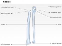 0514 radius ulnar view medical images for powerpoint