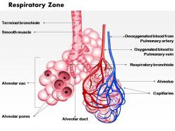 45755874 style medical 1 respiratory 1 piece powerpoint presentation diagram infographic slide