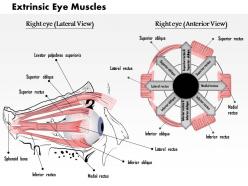 0514 the extrinsic eye muscles medical images for powerpoint