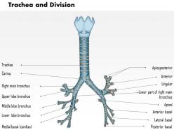 74965165 style medical 1 respiratory 1 piece powerpoint presentation diagram infographic slide