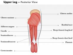 0514 upper legs posterior view medical images for powerpoint