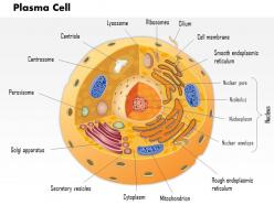 0614 plasma cell immune system medical images for powerpoint