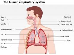 35206919 style medical 1 respiratory 1 piece powerpoint presentation diagram infographic slide