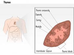 0614 thymus medical images for powerpoint