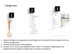 0714 bone structure medical images for powerpoint