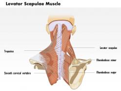 0714 levator scapulae muscle medical images for powerpoint