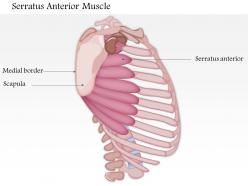 0714 serratus anterior muscle medical images for powerpoint