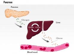 0814 the pancreas releases glucagon when blood glucose levels fall too low medical images for powerpoint