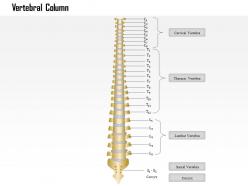 0914 vertebral column medical images for powerpoint