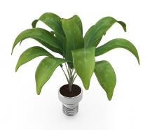 Green indoor plant stock photo