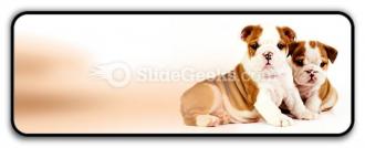 Bulldogs animals powerpoint icon r