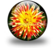 Dahlia beauty powerpoint icon c