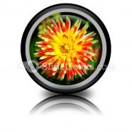 Dahlia beauty powerpoint icon cc