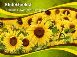 Field of sunflowers beauty powerpoint templates and powerpoint backgrounds 0311