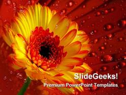 Gerber daisy with dew drops nature powerpoint templates and powerpoint backgrounds 0311