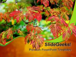 Maple tree nature powerpoint backgrounds and templates 0111