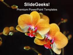 Orchid flower beauty powerpoint backgrounds and templates 1210