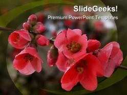 Pomegranate flowers beauty powerpoint templates and powerpoint backgrounds 0211