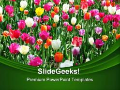 Tulip field beauty powerpoint templates and powerpoint backgrounds 0211