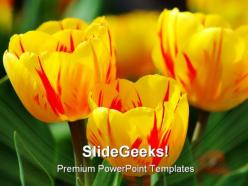 Tulips beauty powerpoint templates and powerpoint backgrounds 0211