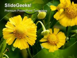 Yellow flowers beauty powerpoint templates and powerpoint backgrounds 0211