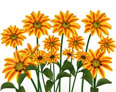 Yellow colored sunflower in background stock photo