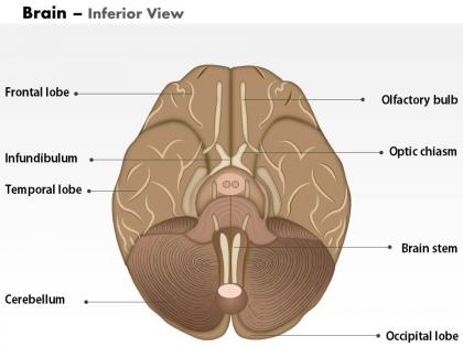 0514 brain inferior view medical images for powerpoint