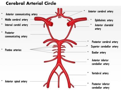 0514 cerebral arterial circle of willis medical images for powerpoint