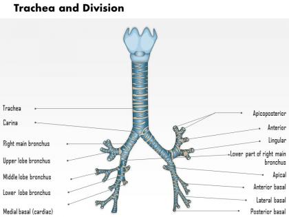 0514 trachea and divisions medical images for powerpoint