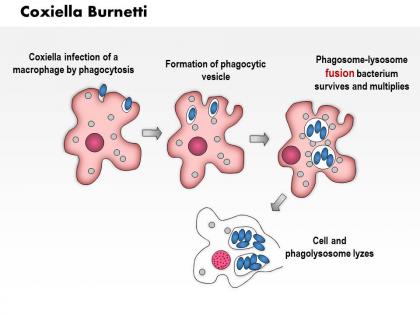 0614 coxiella burnetti medical images for powerpoint