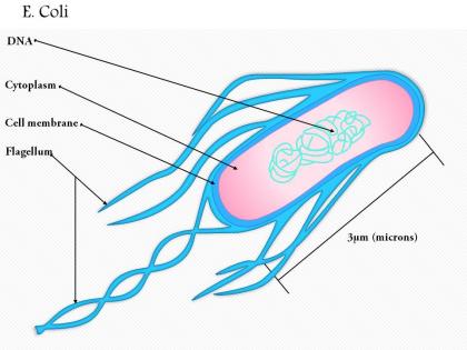 0614 e coli biology medical images for powerpoint