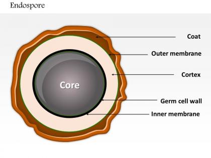 0614 endospore biology medical images for powerpoint