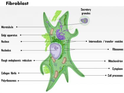 0614 fibroblast biology medical images for powerpoint