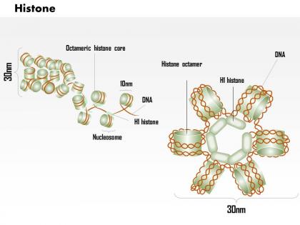 0614 histone biology medical images for powerpoint